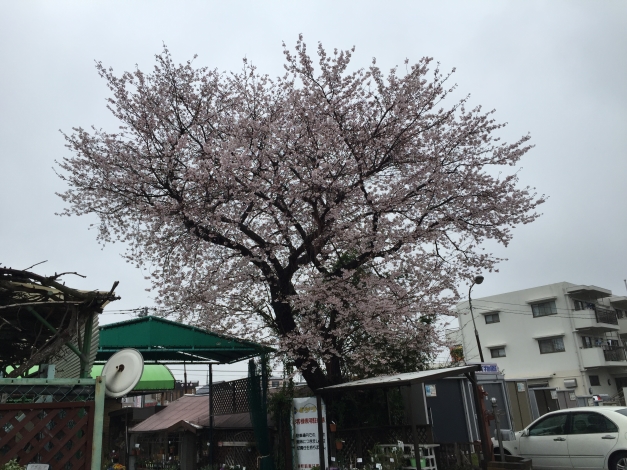 ��ŹŹ����ˤ��륽�ᥤ�襷�ΤǤ������ˤ��餱���������˺餤�Ƥ���Ƥ��ޤ���