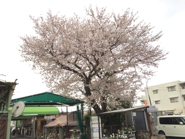 ���⸫���˺餤�Ƥ���ޤ����������˻���Ϥ����ޤ�����