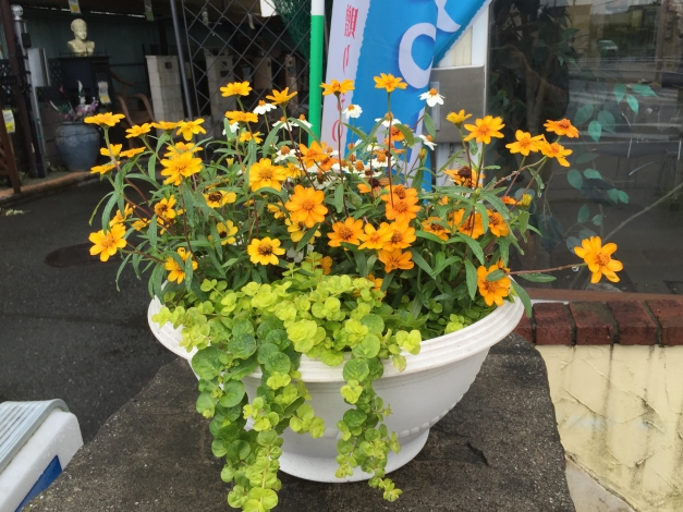 ��������Τ��֤����뤵���餱�������˺餤�Ƥ���ޤ���