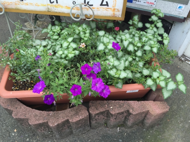 �ѡ��ץ�ϤΥڥ���˥������ɤ��餤�Ƥ��ꡢ�ɤ��Ȥʤ��ä䤫��ʷ�ϵ��Ǥ���