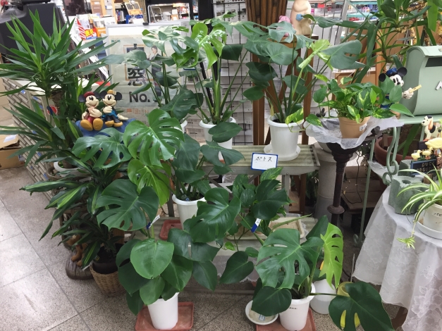 �����䤫�ʥ��꡼����դ������֤��֤䤫����Ϳ���Ƥ������տ�ʪ��