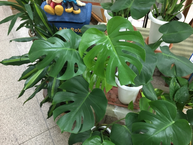 �礭���դ���ˡ���̮�˱�ä��ڤ���ߤ����줿�����ͤʤȤƤ���ħŪ�ʴ��դǤ���