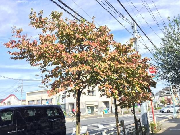 ��Ź�����˿������Ƥ��볹ϩ���Υϥʥߥ������������դ��֤����դ��Ϥ�ޤ�����