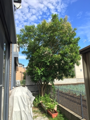 ��¦�ˤϤ��ʤ��礭����äƤ��ޤä��ɥ��ޥȥͥꥳ�ɤ������������Ƥ���ޤ���