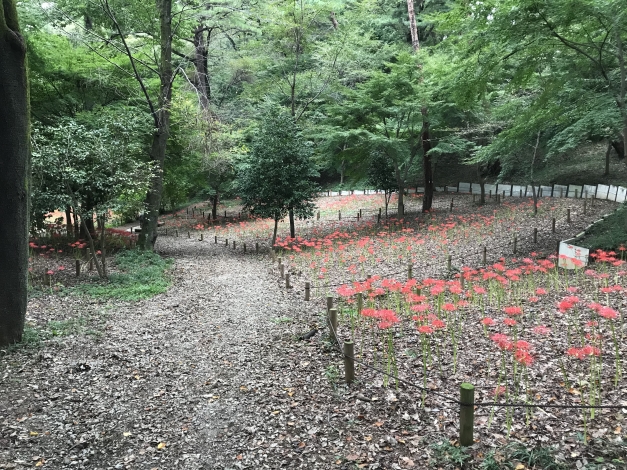 ����ϩ����֤��İ��餷�����֤������Ĥ�餤�Ƥ���ޤ�����