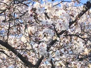 �ޤ��꡹鲤ξ��֤�㴳�����ޤ������ȤƤ�ڤ䤫��ʷ�ϵ��Ǥ��͡�