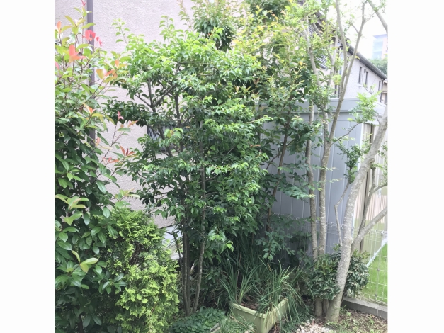 �����Υ����ʡ��ˤϡ����ޥȥͥꥳ���Υ���ܥ�ĥ꡼�������Ƥ���ޤ�������ϳ褫�������Ǥ��͡�